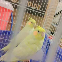 عروس هلندی|پرنده|شادگان, |دیوار