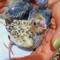 دوعدد عروس هلندی خاکسترس دوماهه دستی