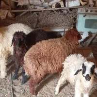 بره نر ماده|حیوانات مزرعه|چمران, |دیوار