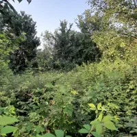 فروش ۲۹۳ متر زمین ویلایی ویرمونی|فروش زمین و ملک کلنگی|آستارا, |دیوار