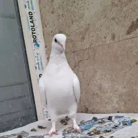 کبوتر سفید حندقی ماده