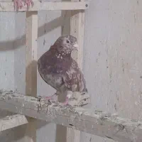 کبوتر پرشی