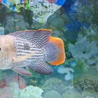 جفت ماهی گرین تیلورمولد غول پیکرقابل ارسال