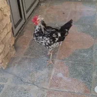 یک عدد خروس خانگی