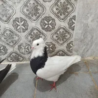 دوعددپرنده|پرنده|شوشتر, |دیوار