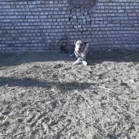 سگ گله|سگ|تربتحیدریه, رباط سفلی|دیوار