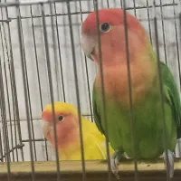 جفت طوطی برزیلی خوشرنگ و خوش صدا|پرنده|رامسر, |دیوار