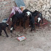 گوسفند