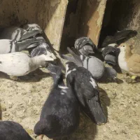 ۲۵ تا مخلوط|پرنده|مشهد, محمدآباد|دیوار