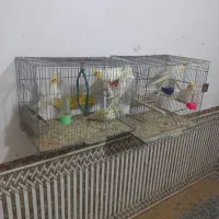 عروس هلندی و فنچ|پرنده|سرپل ذهاب, |دیوار
