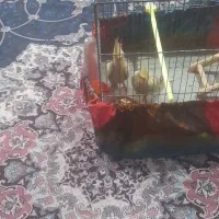 دو عدد طوطی عروس هلندی|پرنده|رشت, سلیمانداراب|دیوار