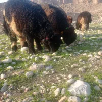 بره قوچی نرمیش میش