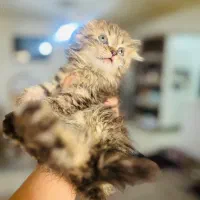 گربه اسکاتیش دوماهه