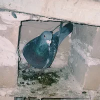 کفتر پلاکی گرفته شده کفتر باهوش ۵۰۰