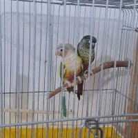 طوطی جفت