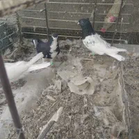 3تا ماده رنگی هوای ب شرط|پرنده|ملکآباد, |دیوار