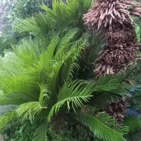 فروش سیکاس چندین ساله..