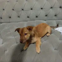 واگزاریسگسایزگربه|سگ|مشهد, سجاد شهر|دیوار