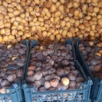 رطب وخارک برحی آبادان