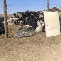 گوسفنده زنده کهره و بره