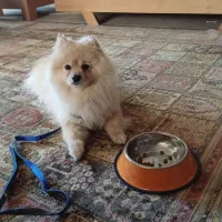 پامر کراس|سگ|اصفهان, جلفا|دیوار