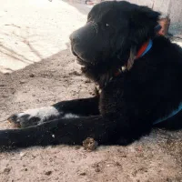 یه جفت سگ نرو لاس قدرجونی سه ساله