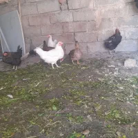 مرغ واردک|حیوانات مزرعه|صحنه, |دیوار