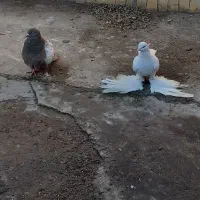 یک عدد توهلی و تهرانی|پرنده|تیکمه داش, |دیوار