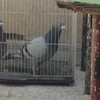 کفتر آلمانی قفس