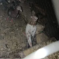 فروش کبوتر ارزان
