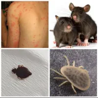 سمپاشی مرکز تخصصی سم پاشی ساس سوسک موش کنه بید کک|خدمات نظافت|تهران, صادقیه|دیوار