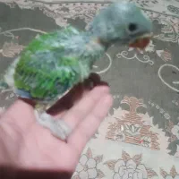 جوجه طوطی ملنگو