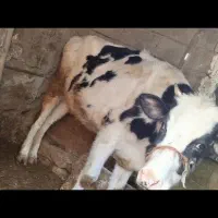 فروش گوساله هلشتاین