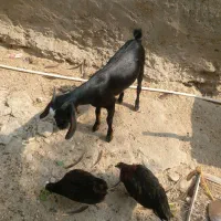 ۲ عدد کهر نر چاق سالم سرحال دوقلو هستن|حیوانات مزرعه|تخت, |دیوار