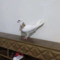 طوق هفت رنگ خال سیاه نر کاکل میخ