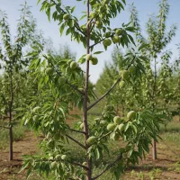 کاشت نهال بادام + راهنمای تخصصی گام‌به‌گام|گل و گیاه طبیعی|مهاباد (آذربایجان غربی), |دیوار