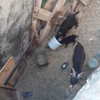 گوسفندمورسیانر۵'۱ساله بزکره بومی دورگه