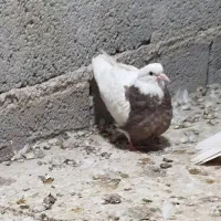 دوعددجوجه طوقی