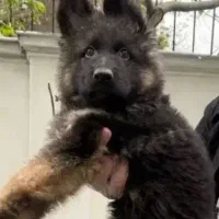 توله ژرمن شولاین