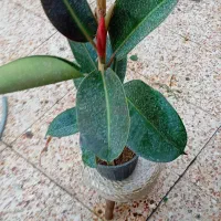 گل‌های آپارتمانی|گل و گیاه طبیعی|شوشتر, |دیوار