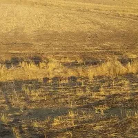 فروش یک قطعه زمین کشاورزی