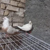جفط‌دمزرد|پرنده|اهواز, شهرک رزمندگان|دیوار