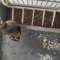 سهره ماده سیاه سر