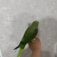 شاه طوطی رام و سخنگو، یک ساله|پرنده|قم, شهرک قدس|دیوار