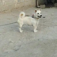 پاکوتاه|سگ|میلاجرد, |دیوار