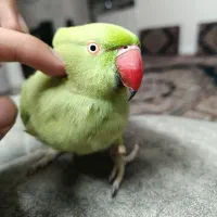 طوطی ملنگو فول دستی
