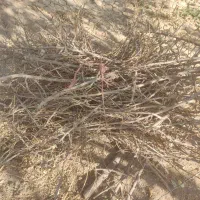 فروش چوب  وشاخه بادام|گل و گیاه طبیعی|فولادشهر, فولادشهر|دیوار