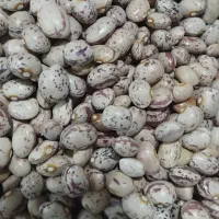 لوبیا چیتی