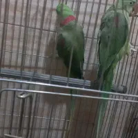 شاه طوطی. رزیلا.گرینچیک.راهب.کاسکو|پرنده|قم, زاد|دیوار