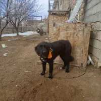 واگذاری سگ ماده قدرجونی